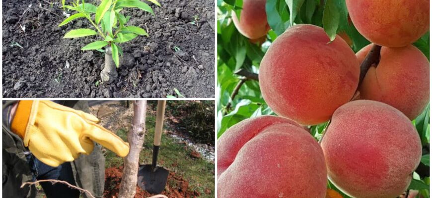 Оптимальні практики поливу для персикових саджанців: поради та рекомендації