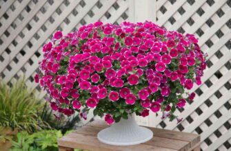 Коли правильно висадити петунію у великий горщик: Терміни та поради