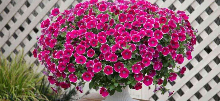 Коли правильно висадити петунію у великий горщик: Терміни та поради