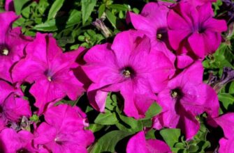 Чи варто викопувати петунію перед зимою: покроковий аналіз й поради