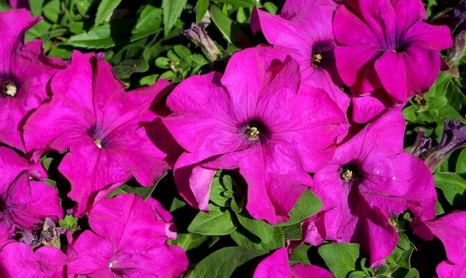 Чи варто викопувати петунію перед зимою: покроковий аналіз й поради