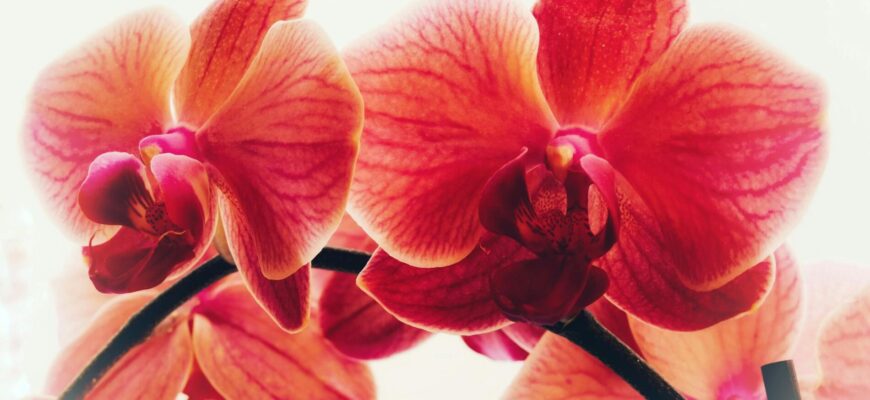 Чи можна використовувати каву для поливу кімнатних рослин: плюси і мінуси