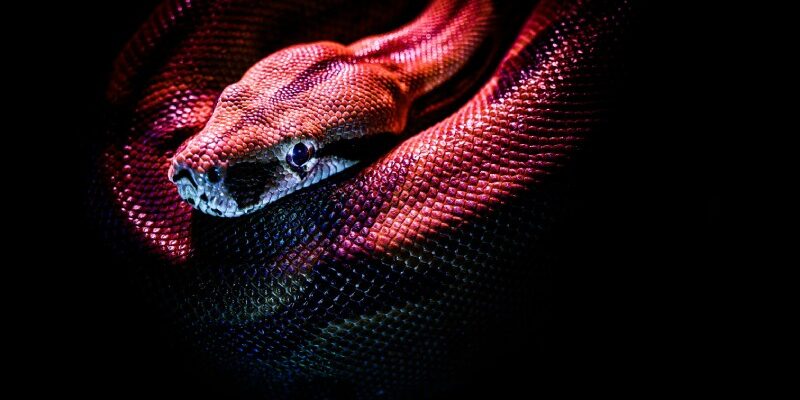 1977 – рік Змії за східним календарем: дізнайтеся більше про цей знак