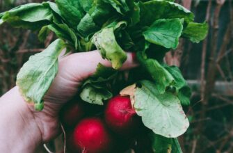 Як захистити редиску від черв’яків: ефективні методи та поради