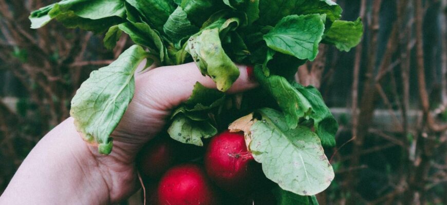 Як захистити редиску від черв’яків: ефективні методи та поради