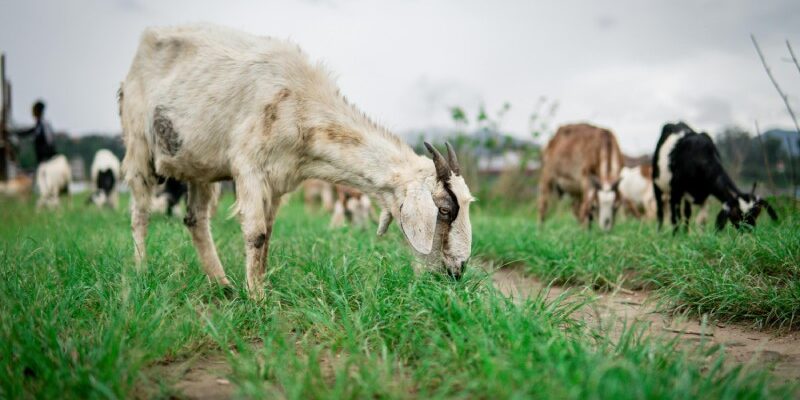 Значення сну про козу: тлумачення за популярними сонниками України