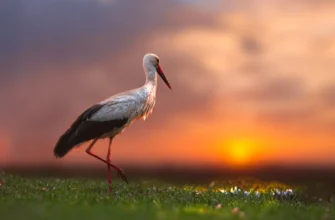 Лелека чи журавель: ключові відмінності та цікаві факти