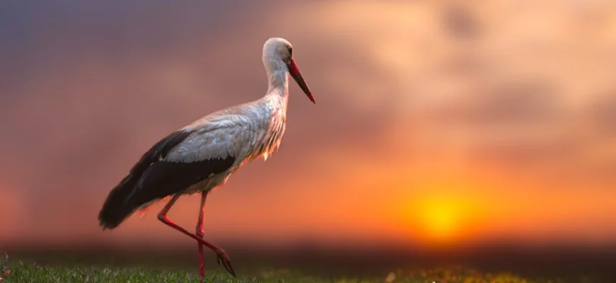 Лелека чи журавель: ключові відмінності та цікаві факти
