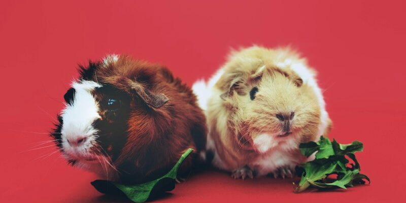 120 креативних ідей для імені вашої морської свинки: виберіть своє!