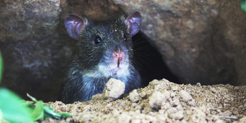 Значення снів про щурів: детальний аналіз за різними сонниками