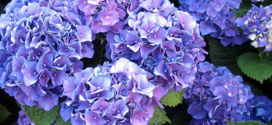 Як змінити колір гортензії: поради для садівників і любителів квітів