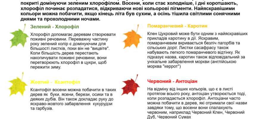 Чому восени листя змінює колір: причини золотої осінньої палітри