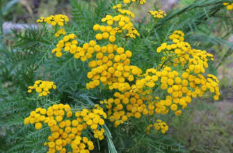 Навіщо використовувати квітки пижма: основні властивості та користь