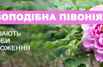 Чому ваші деревоподібні півонії не ростуть: основні причини та рішення