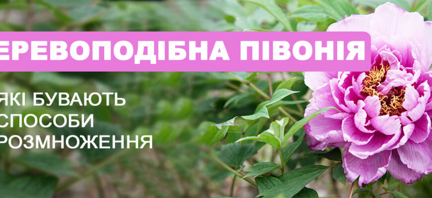 Чому ваші деревоподібні півонії не ростуть: основні причини та рішення