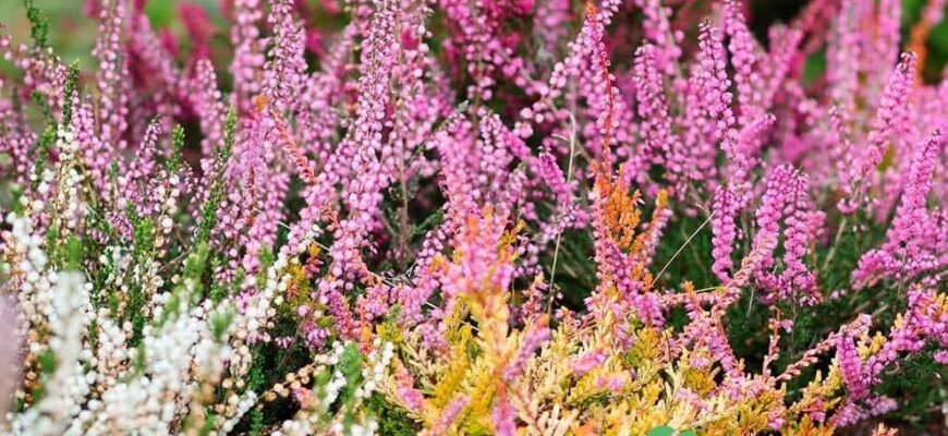 Що робити, якщо ваш верес засох: поради з відновлення рослини