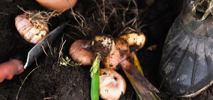 Чому гладіолуси втрачають пружність: основні причини та поради