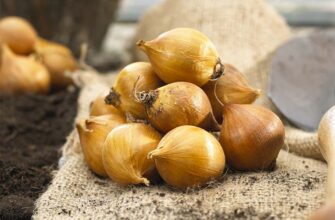 Як правильно садити цибулини ірису: покрокова інструкція для садівників