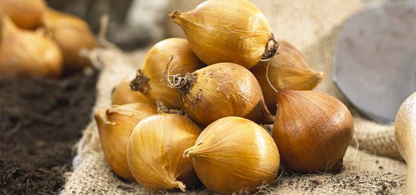 Як правильно садити цибулини ірису: покрокова інструкція для садівників