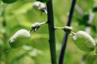 Хто є володарем плода боб: рослини з бобовим типом плодів
