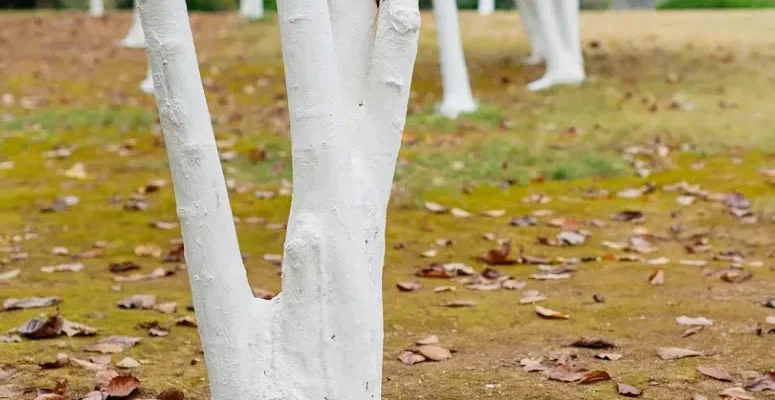 Оптимальний вибір: білити дерева вапном чи фарбою для захисту?