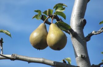 Як забезпечити плодоносність груші: ефективні поради та рекомендації