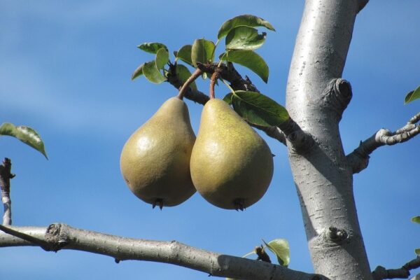 Як забезпечити плодоносність груші: ефективні поради та рекомендації