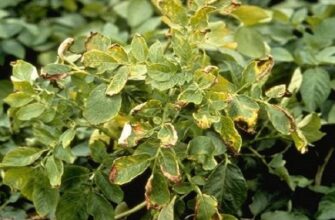 Чому знизу жовтіє листя в картоплі: причини та вирішення проблеми