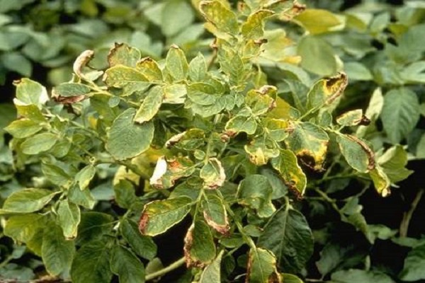 Чому знизу жовтіє листя в картоплі: причини та вирішення проблеми