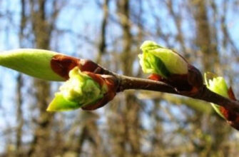 Коли на деревах з’являються бруньки: важливі фактори та періоди