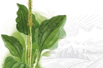 Як подорожник допомагає врегулювати підвищену кислотність шлунка