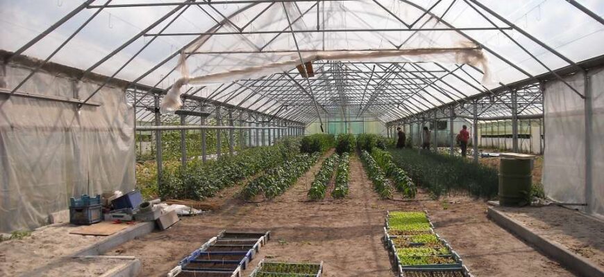 Яку плівку для теплиці обрати: поради та рекомендації експертів Яку плівку для теплиці обрати: поради та рекомендації експертів