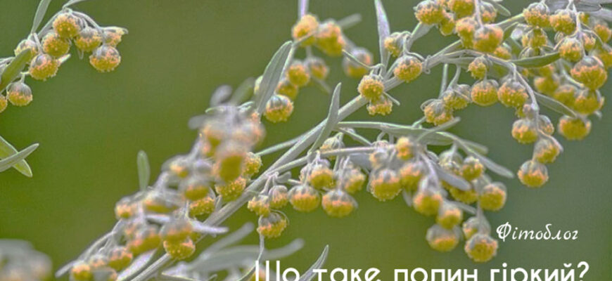 Полин гіркий: ідеальні умови зростання та основні вимоги рослини