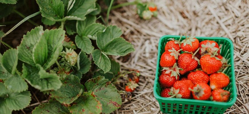 Як правильно використовувати коров’як для підгодівлі полуниці: поради та методи