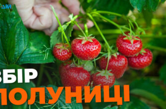 Як ефективно збирати полуницю на продаж: поради та методи для успіху
