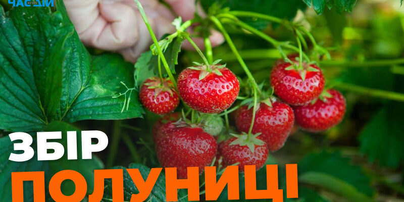 Як ефективно збирати полуницю на продаж: поради та методи для успіху