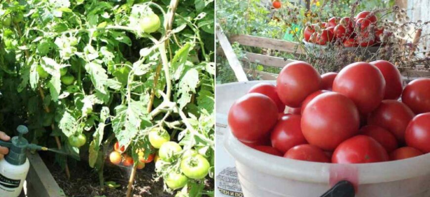 Чи безпечно обприскувати помідори бордоською рідиною: детальний аналіз