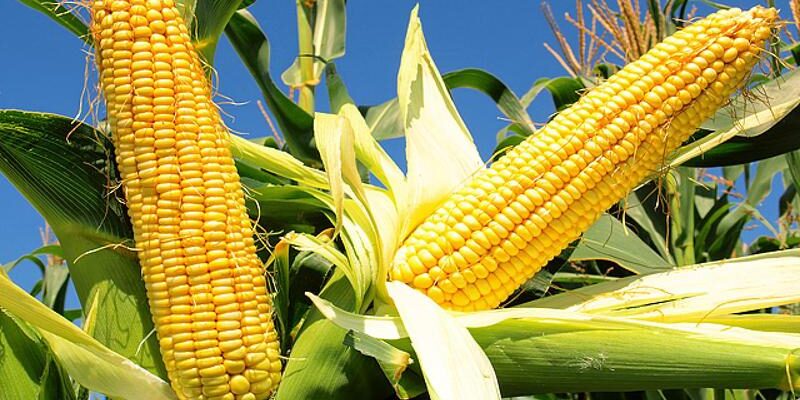 Як правильно доглядати за кукурудзою: поради для оптимального врожаю