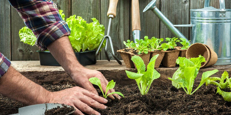 Що можна висадити на грядці в серпні: список овочів та поради