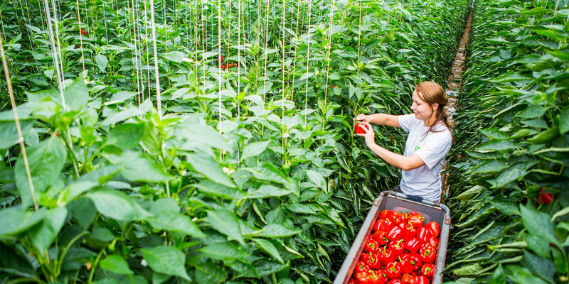 Хто знищує врожай перців у теплиці: основні шкідники та способи боротьби
