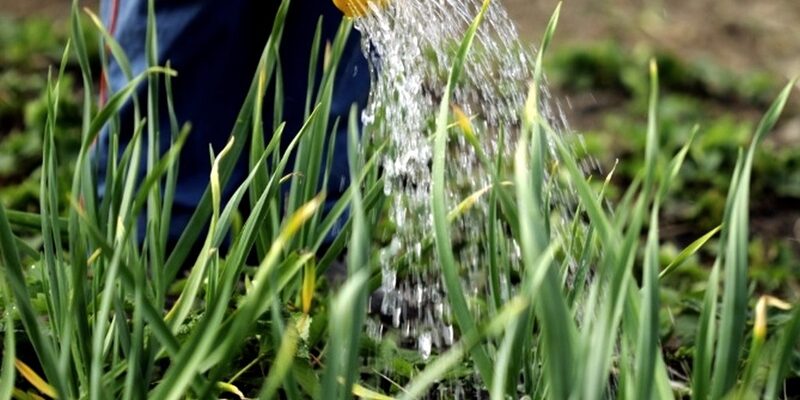 Правильний полив цибулі в спеку: поради для здорового врожаю