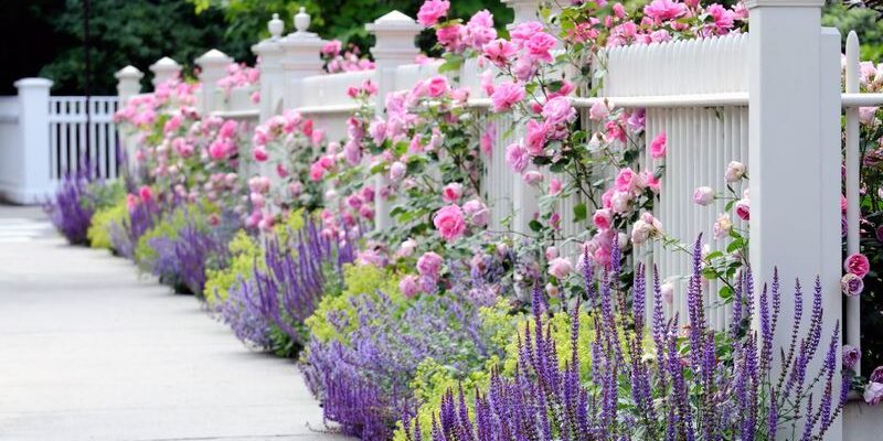 Садіння гортензії вздовж паркану: поради та можливі переваги