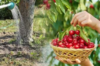 Чи можна білити вишню: поради та рекомендації для садівників