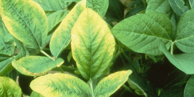 Дефіцит калію в рослинах: основні симптоми та їх наслідки для врожаю