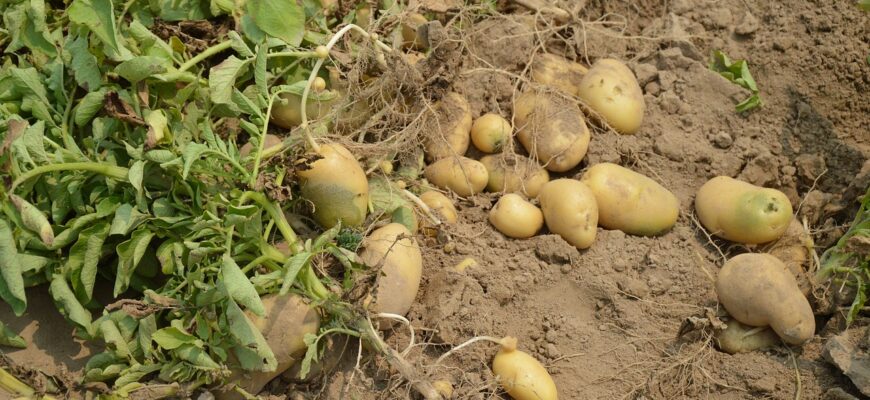 Оптимальний вибір культур: що посадити після люцерни для кращого врожаю