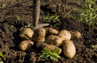 Коли та як правильно викопувати ранню картоплю: поради для збору урожаю