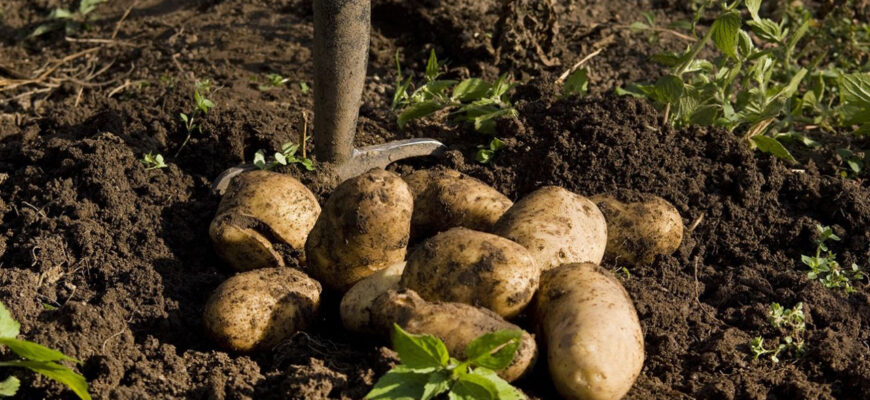 Коли та як правильно викопувати ранню картоплю: поради для збору урожаю