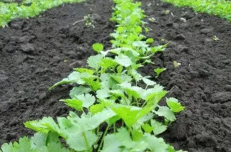 Посадка петрушки у відкритий ґрунт: покрокова інструкція для новачків