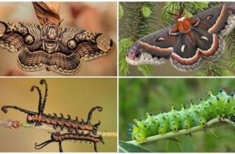 Як гусениця перетворюється на метелика: процес трансформації