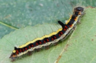 Чому гусениці з мультфільму Лунтик не стають метеликами? Розкриття таємниці